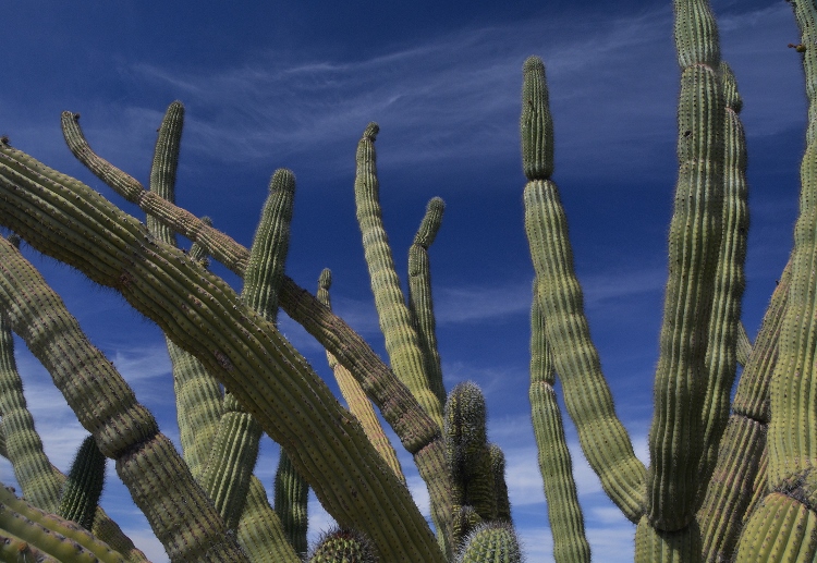 closeup of organ pipe cactus